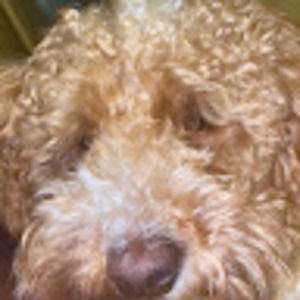 Meet your Posher, Jeremiah